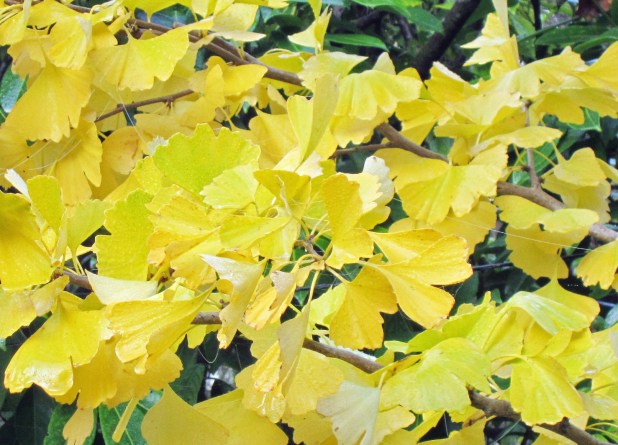13 feuilles de gingko.jpg