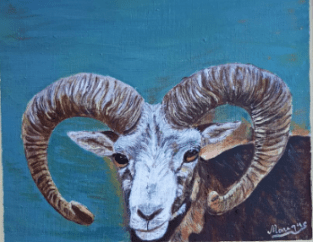 Capture mouflon 2