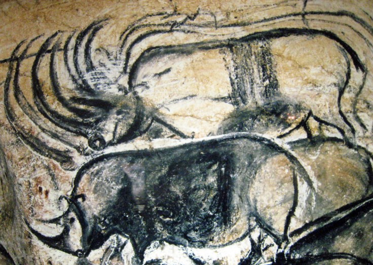 n°12 mouvement rhinocéros