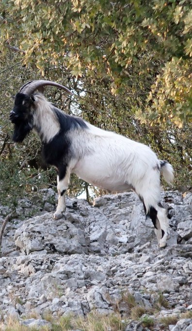 n°2 bouquetin  adulte.jpg