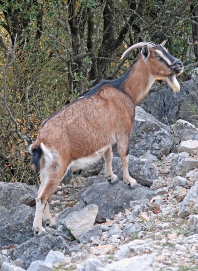 n°3 jeune bouquetin