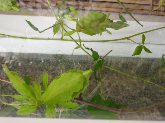 Photo 11 - Deux phasmes-feuilles -DSCI0513.JPG