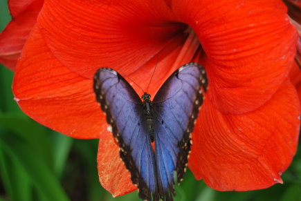 Photo 15 - Un morpho bleu
