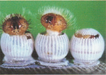 Photo 18 - Eclosion des chenilles des papillons de bananiers