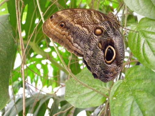 Photo 19 - Caligo ou papillon-hibou.JPG