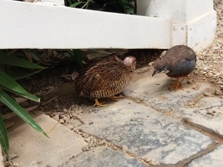 Photo 22- Cailles naines.jpg