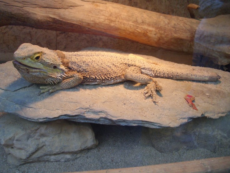 Photo 28 - L'agame barbu.JPG