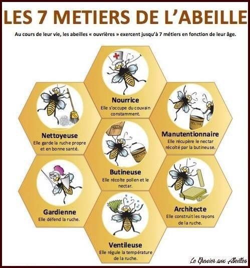 Photo 30 - Cycle de vie de l'abeille mellifère