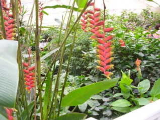 Photo 31 - La végétation luxuriante du Jardin