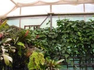 Photo 32 - Comme sous les tropiques...