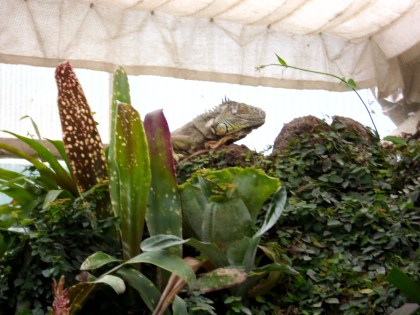 Photo 34 - L'iguane vert.JPG