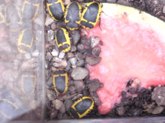 Photo 35 - Pachnoda marginada.JPG