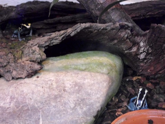 Photo 36 - Deux dendrobates teints.JPG