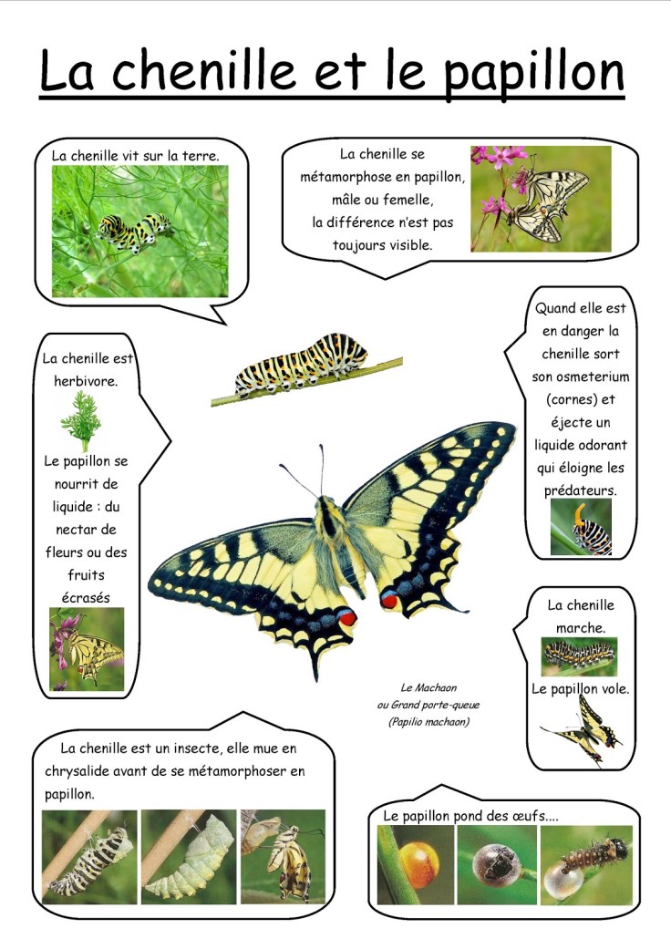 Photo 6 - cycle du papillon