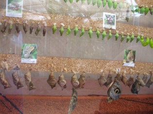 Photo 7-La maison des cocons.JPG