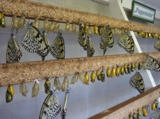 Photo 8-La maison aux cocons