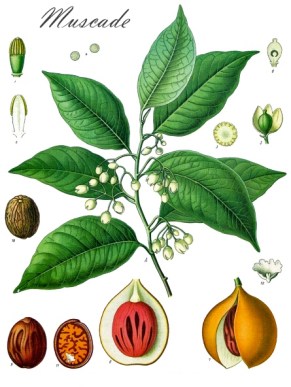 9 muscade